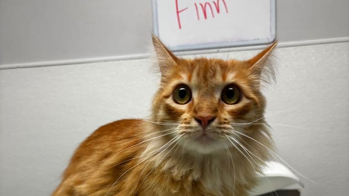 Finn