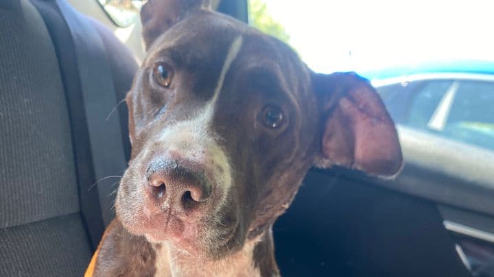 Daisy Mae